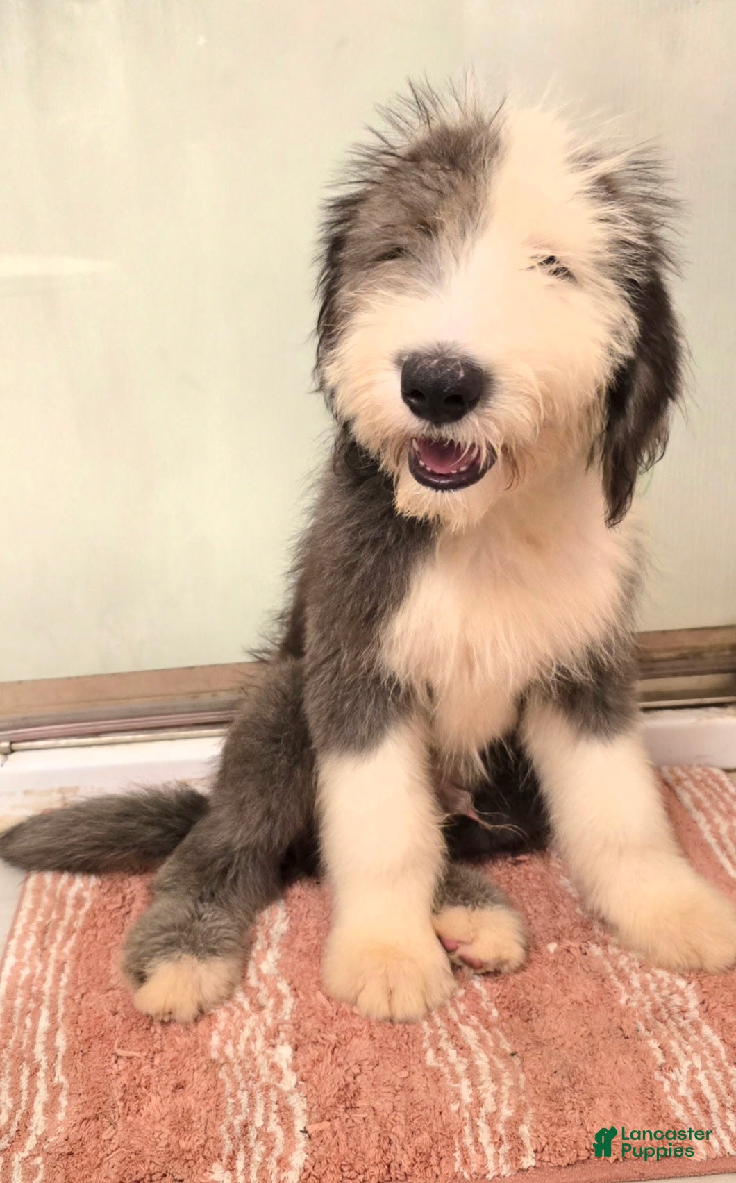 Old English Sheepdog dogs Old English Sheepdog Puppy 2 - Ad 9