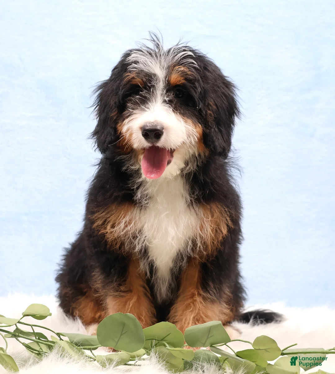 Mini Bernedoodle dogs for sale: Dakota - Ad 1