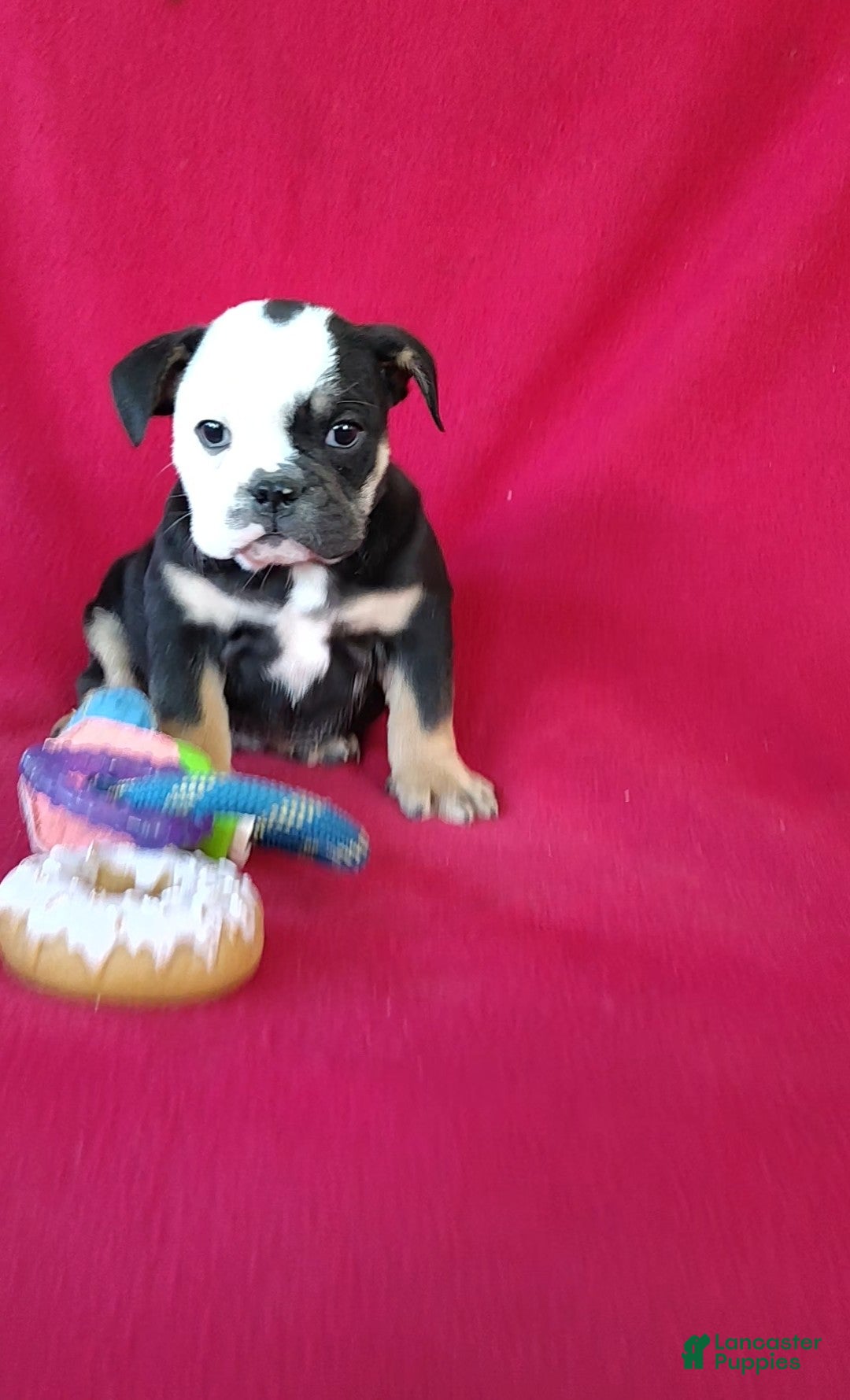 English Bulldog dogs Baxter - Ad 2
