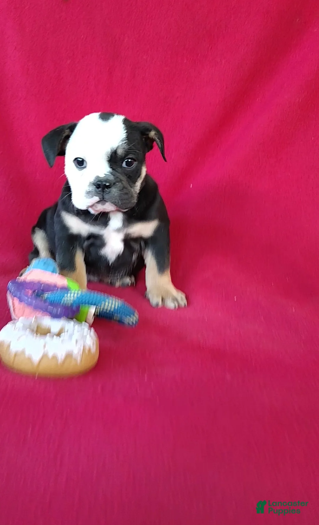 English Bulldog dogs for sale: Baxter - Ad 2