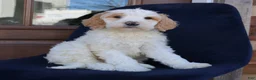 Goldendoodle dogs for sale: Parker  - Ad 4