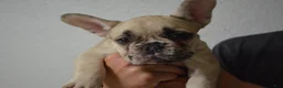 French Bulldog dogs for sale: French Bulldog 2 - Ad 6