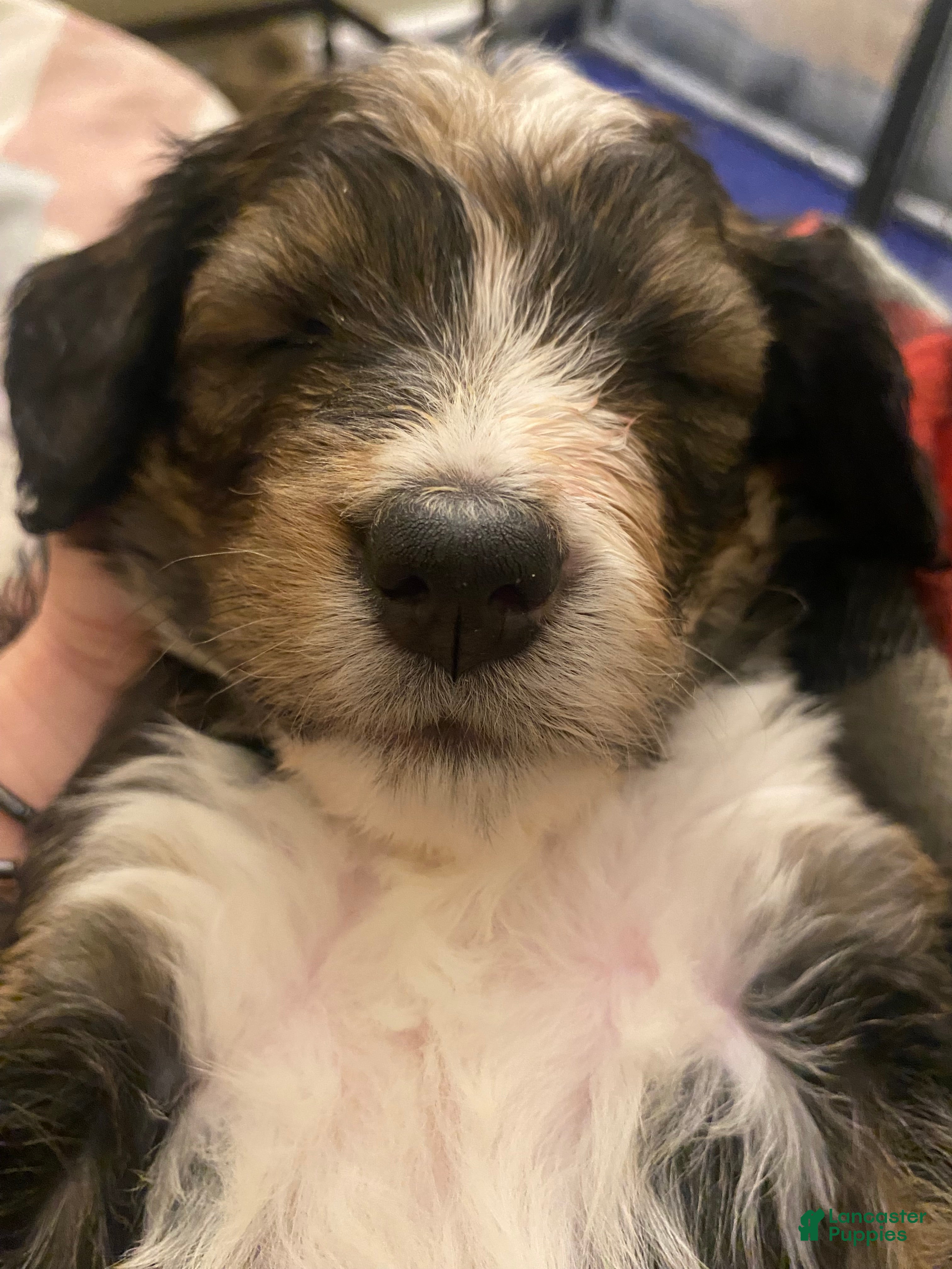 Bernedoodle dogs Bernedoodle Puppy 2 - Ad 34