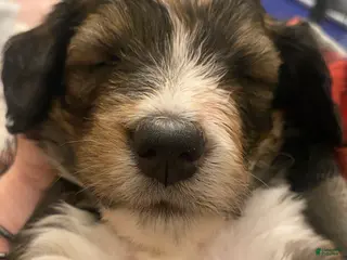 Bernedoodle dogs Bernedoodle Puppy 2 - Ad 34