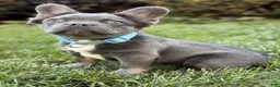 French Bulldog dogs for sale: French Bulldog Puppy 1 - Ad 1