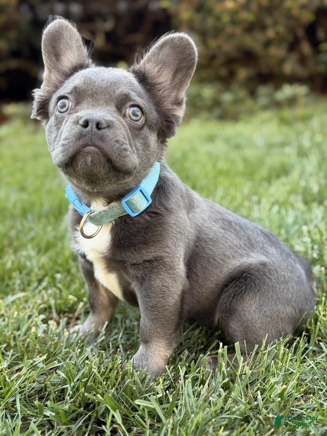 French Bulldog dogs for sale: French Bulldog Puppy 1 - Ad 1