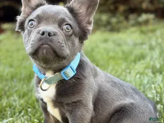 French Bulldog dogs French Bulldog Puppy 1 - Ad 39