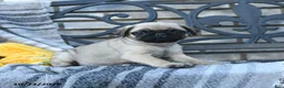 Pug dogs for sale: Lady Wiggles - Ad 2