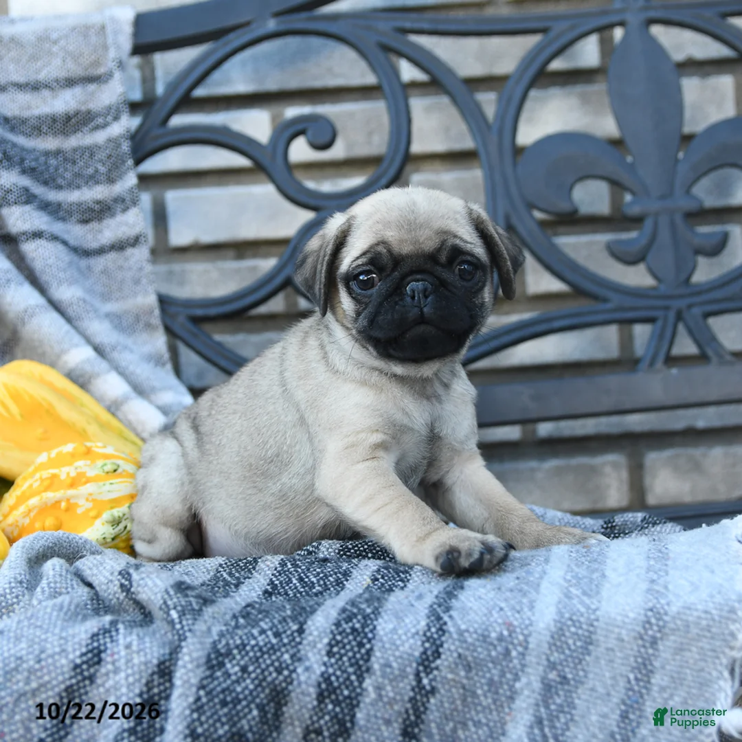 Pug dogs for sale: Lady Wiggles - Ad 2