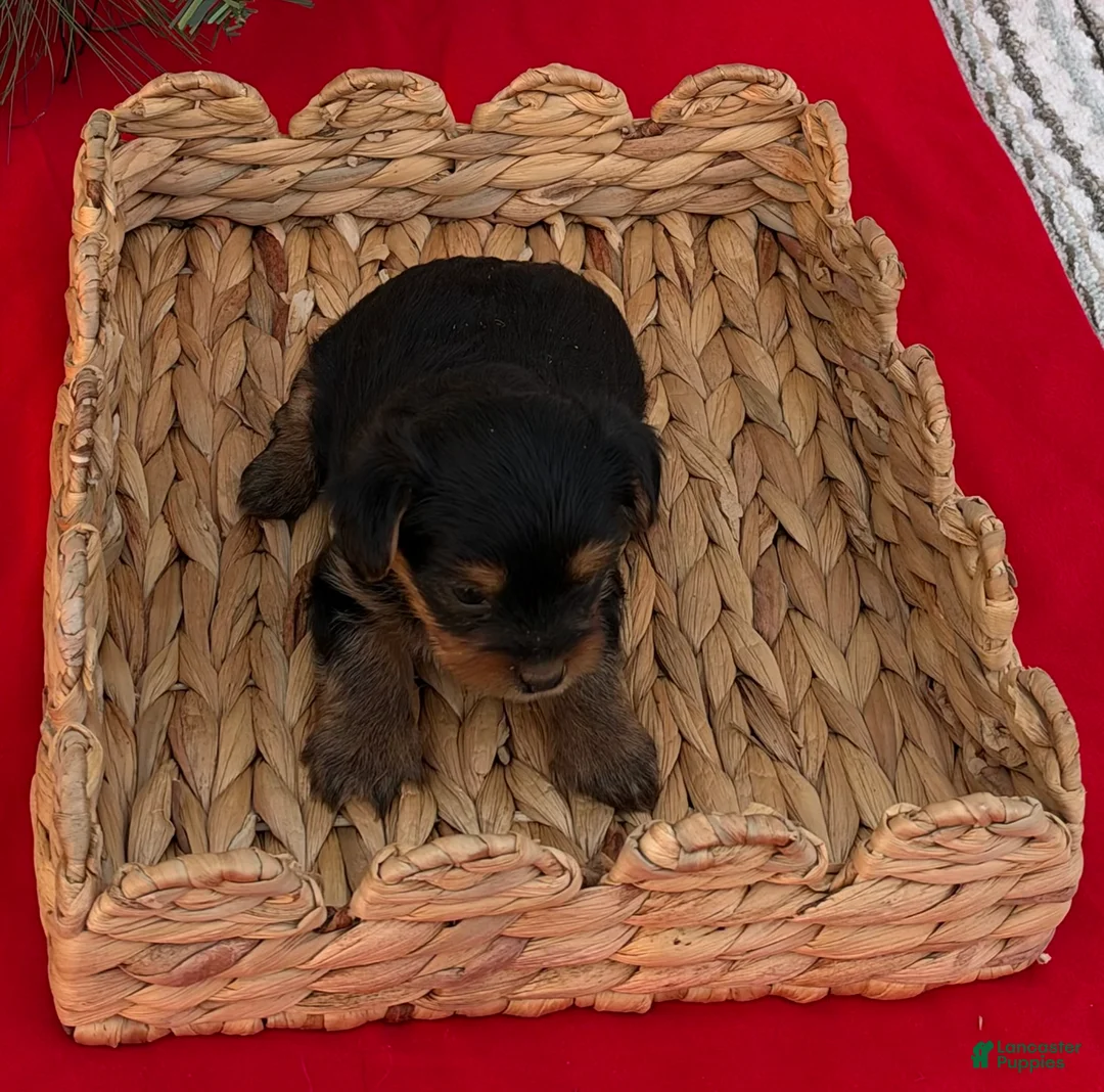 Yorkshire Terrier dogs for sale: Yorkshire Terrier 3 - Ad 1