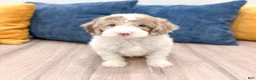 Miniature Poodle dogs for sale: Timmy - Ad 1