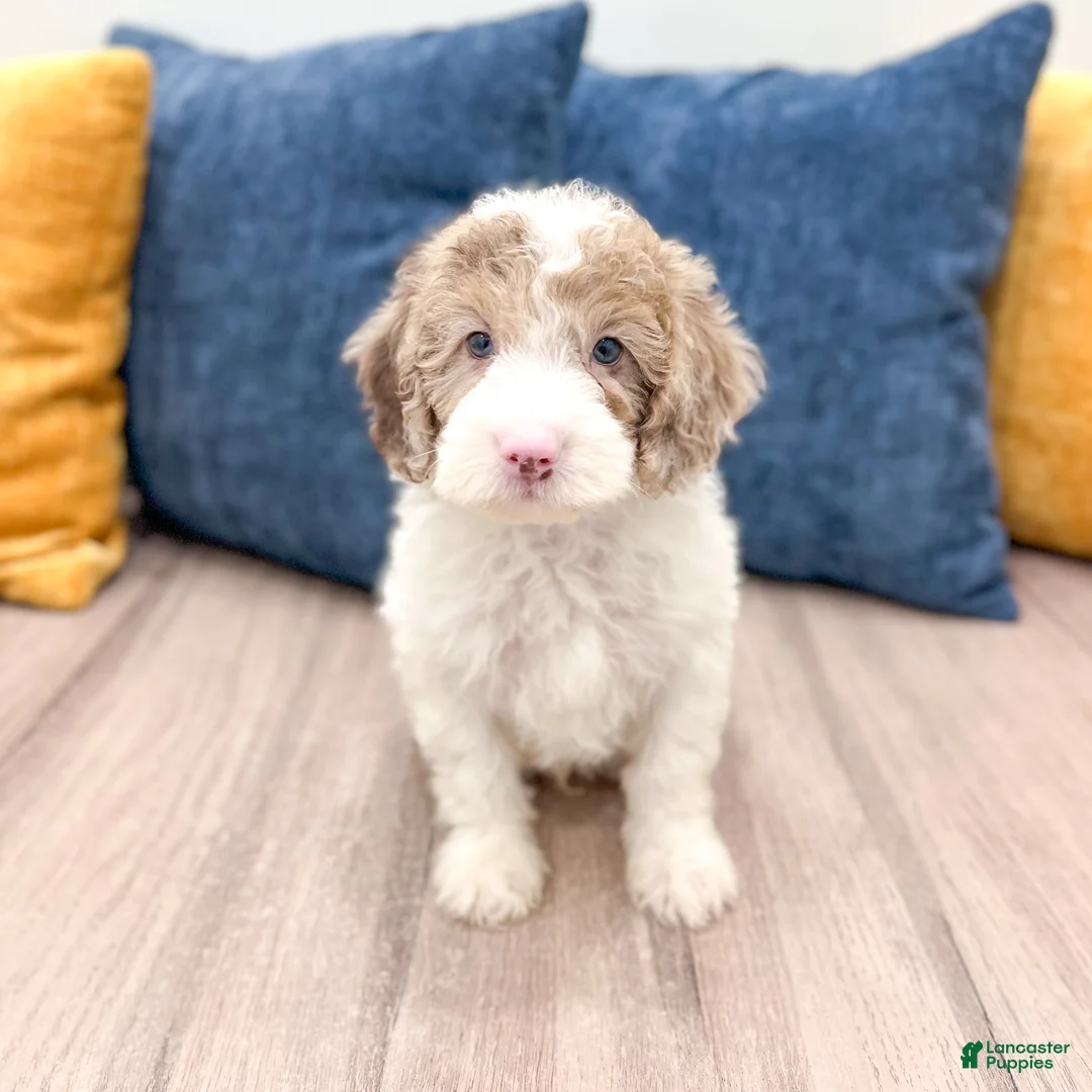 Miniature Poodle dogs for sale: Timmy - Ad 1