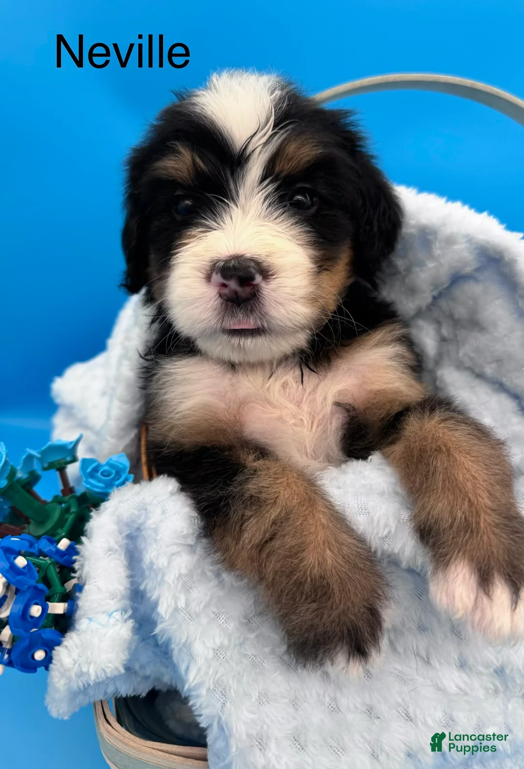 Bernedoodle dogs for sale: Bernedoodle Puppy 7 - Ad 1