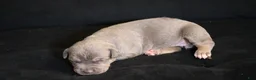 American Bully dogs for sale: Mr.Vegas - Ad 5