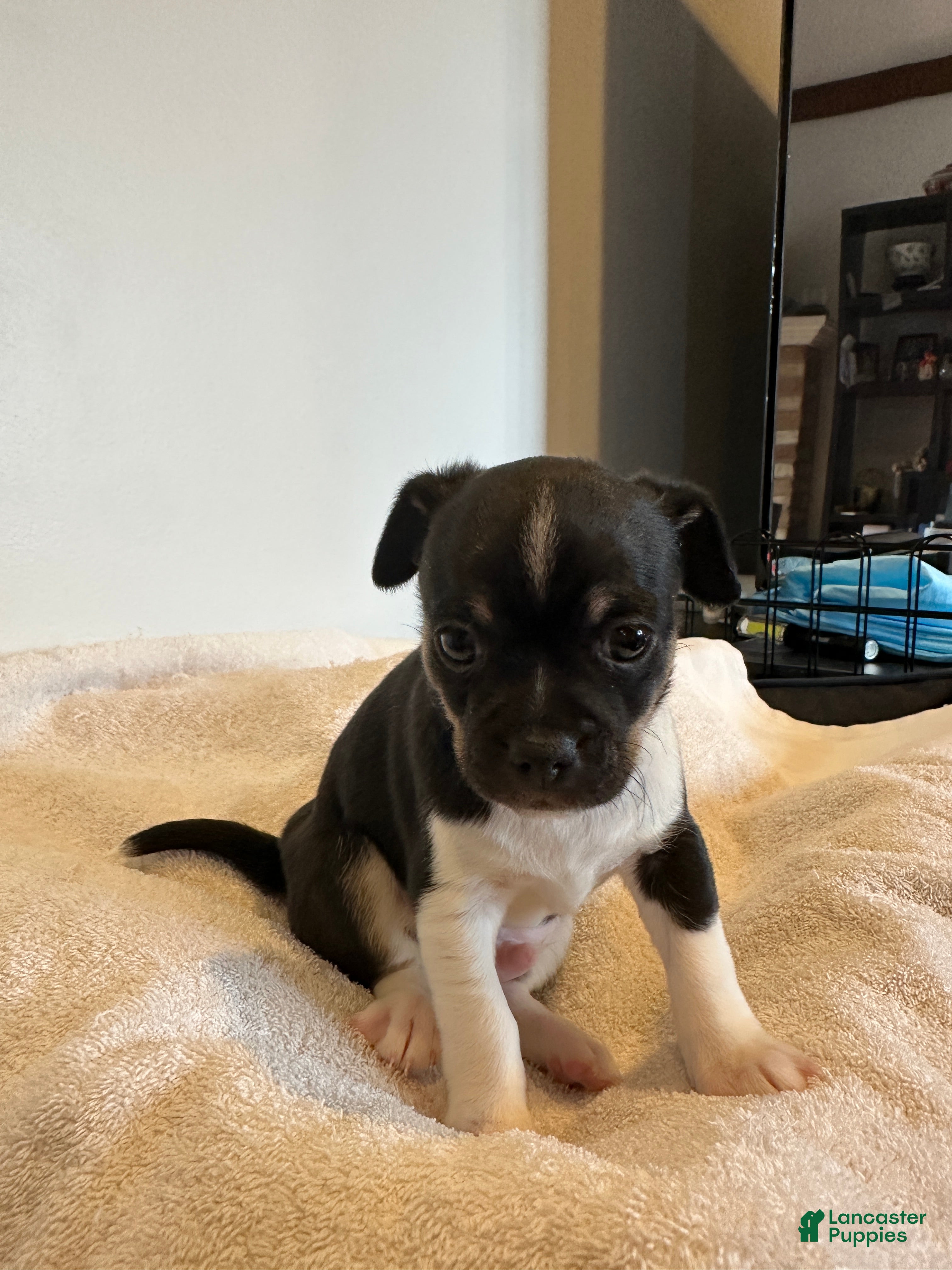 Chihuahua dogs Onyx - Ad 23