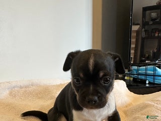 Chihuahua dogs Onyx - Ad 7