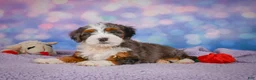 Mini Bernedoodle dogs for sale: Shelby - Ad 10