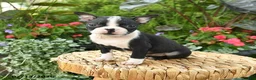Boston Terrier dogs for sale: Bianca - Ad 3