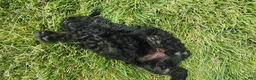 Mini Goldendoodle dogs for sale: Kacey - Ad 4