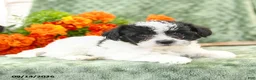 Yochon dogs for sale: Cameron - Ad 3