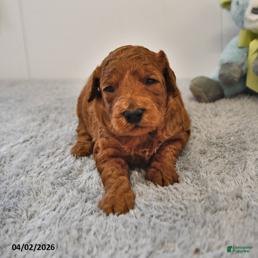 Mini Goldendoodle dogs Rascal - Ad 2