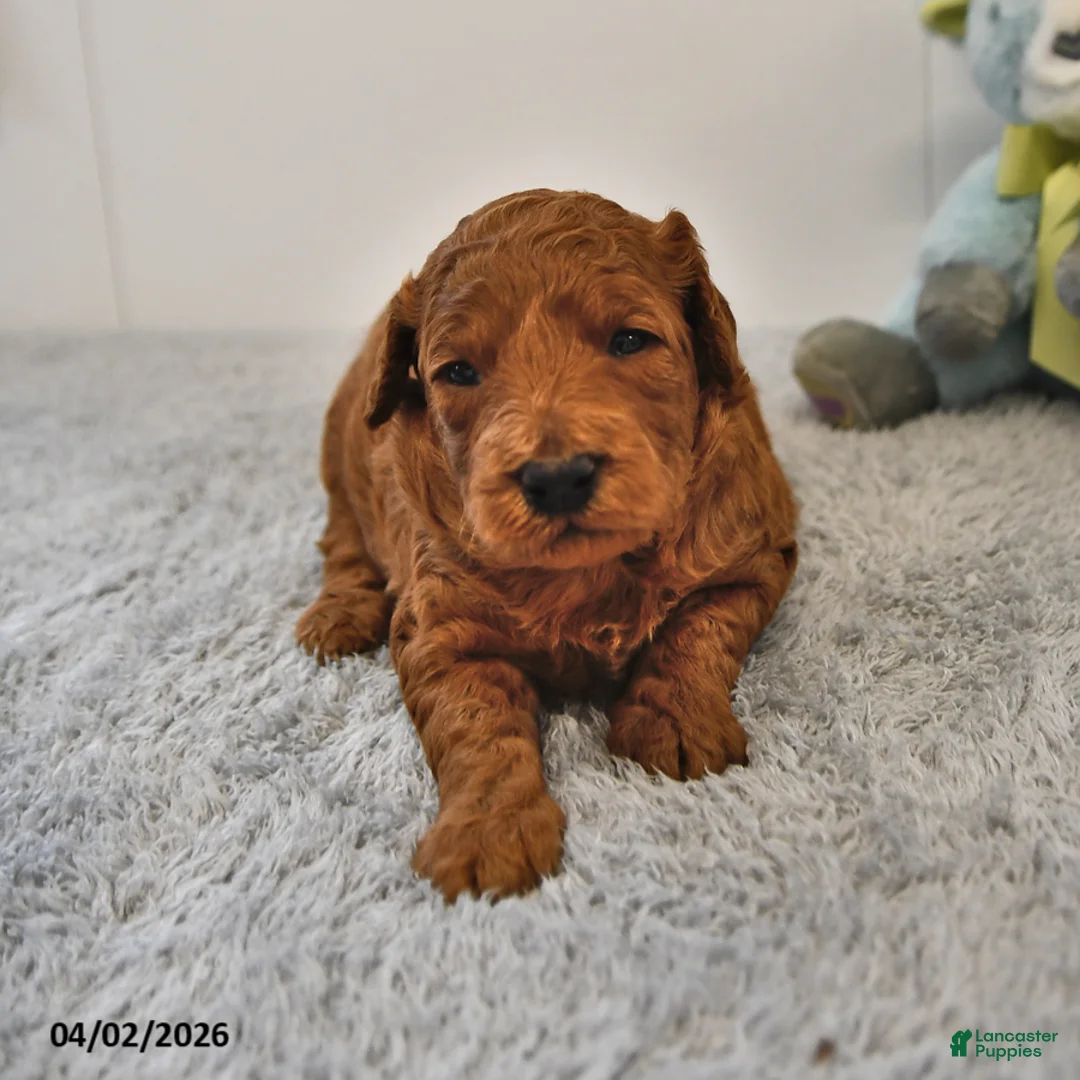 Mini Goldendoodle dogs for sale: Rascal - Ad 2