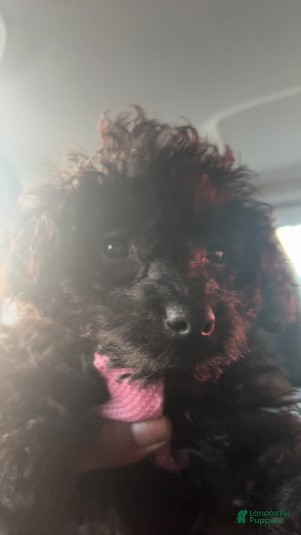 Miniature Poodle dogs Miniature Poodle Puppy 1 - Ad 18
