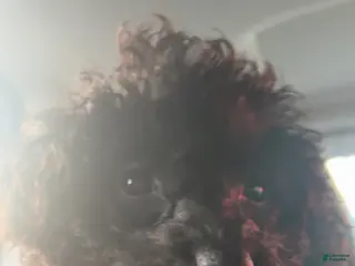 Miniature Poodle dogs Miniature Poodle Puppy 1 - Ad 18