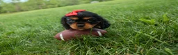 Cavalier King Charles Spaniel dogs for sale: Romeo 🐶 - Ad 15