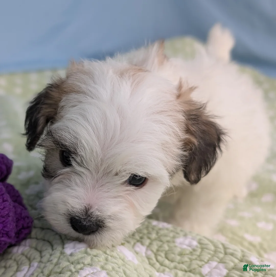 Teddy Bear dogs for sale: Death Dandelion - Ad 9