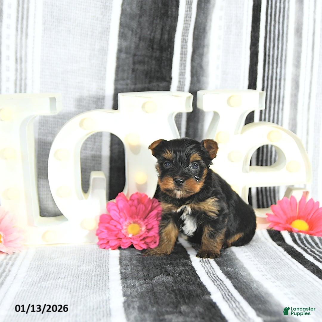 Yorkshire Terrier dogs for sale: Jett - Ad 1