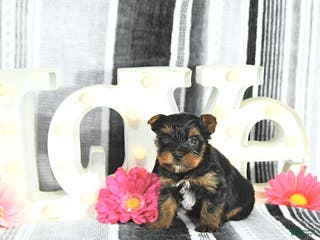 Yorkshire Terrier dogs Jett - Ad 8