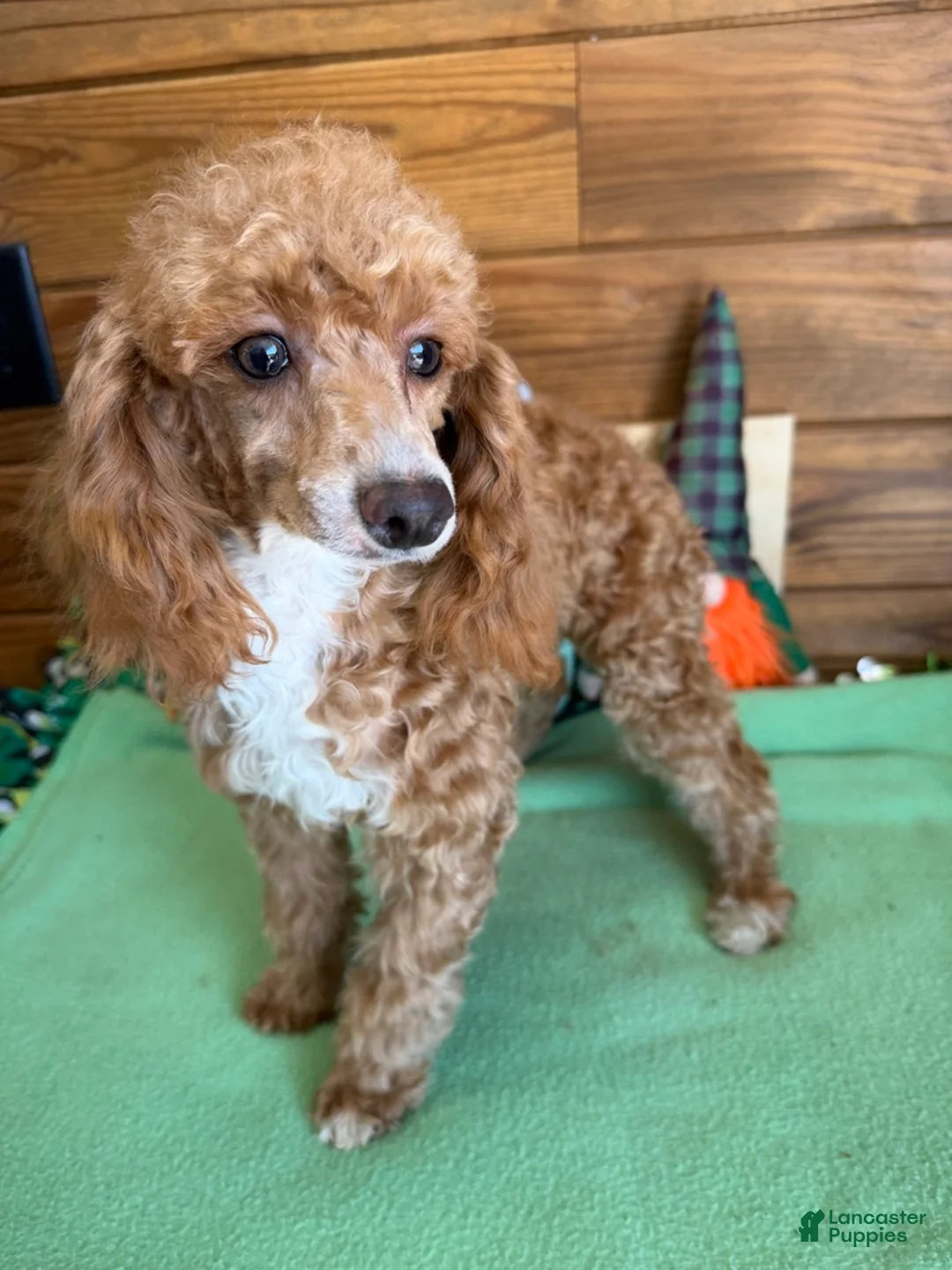 Toy Poodle dogs for sale: Spice - Ad 1