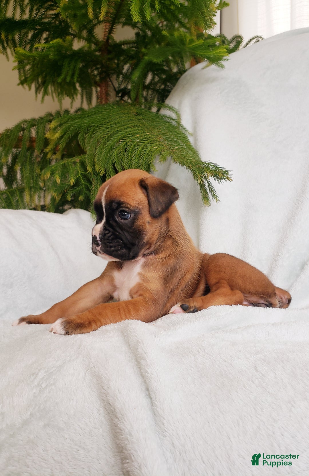 Boxer dogs for sale: Sheila - Ad 6