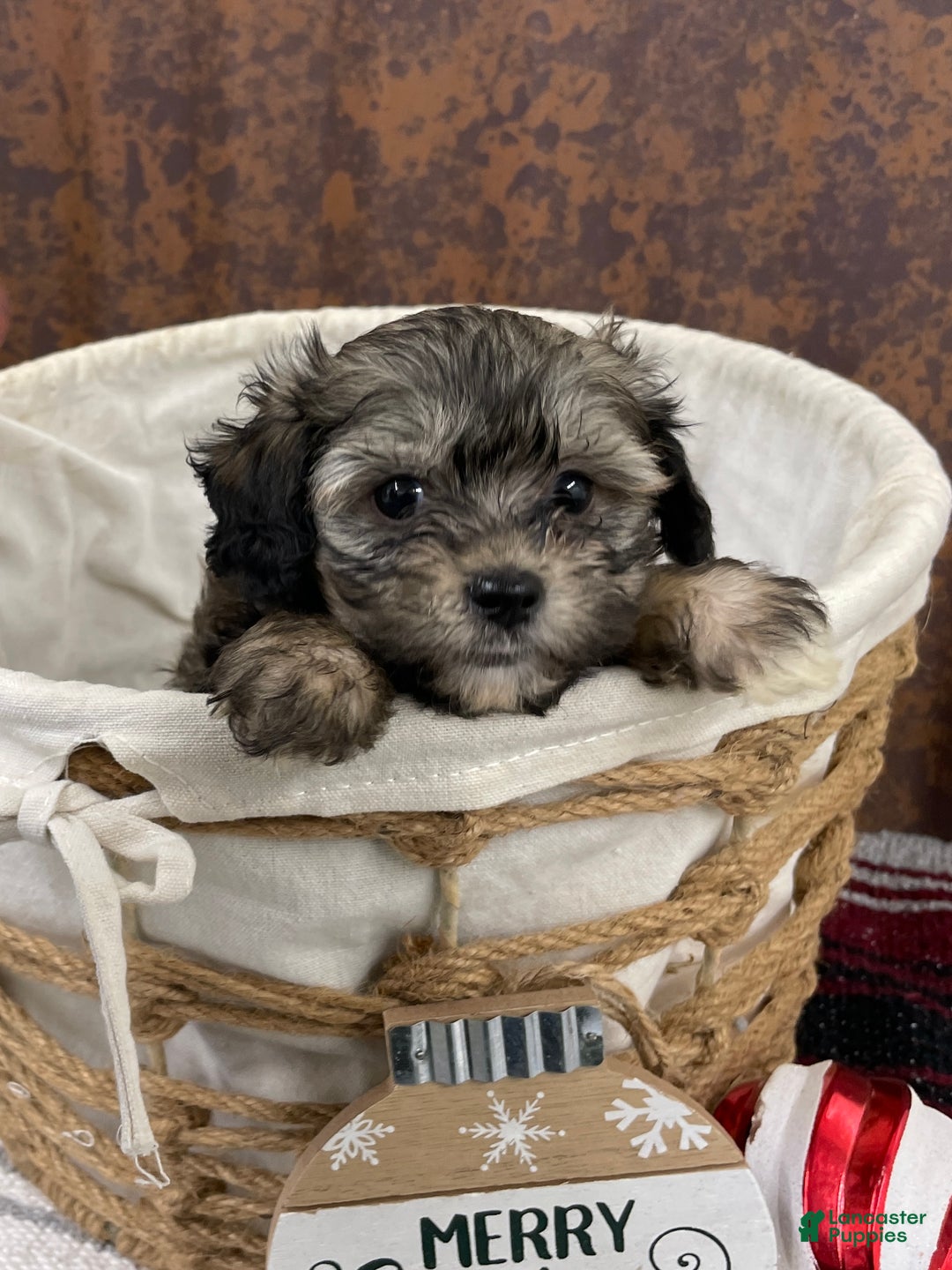 Shihpoo dogs for sale: Colter - Ad 6