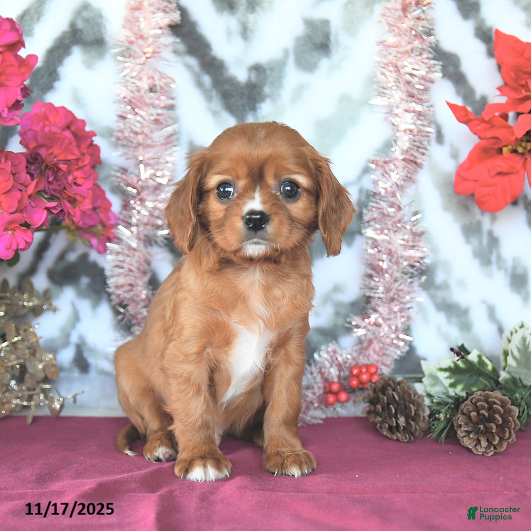 Cavalier King Charles Spaniel dogs for sale: Rover - Ad 2