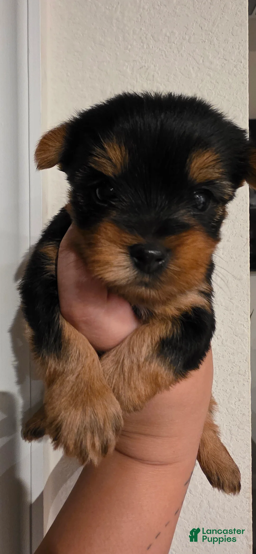 Yorkshire Terrier dogs for sale: Storm - Ad 2