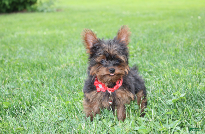 Yorkiepoo dogs Emmett  - Ad 1