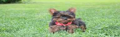 Emmett 