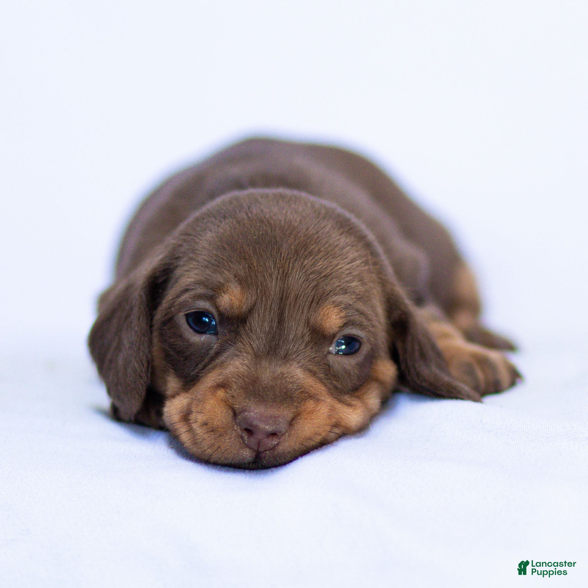 Miniature Dachshund dogs Nellie Miniature Dachshund Puppy  - Ad 1