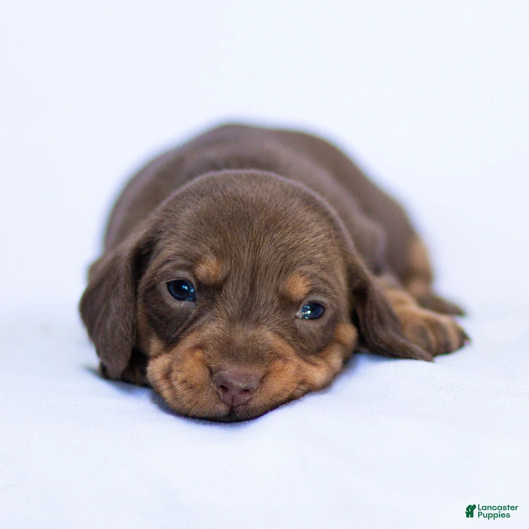 Miniature Dachshund dogs for sale: Nellie Miniature Dachshund Puppy  - Ad 1