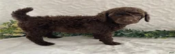 Standard Poodle dogs for sale: Kassie- genetic clear - Ad 3