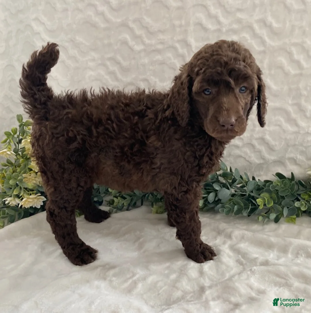 Standard Poodle dogs for sale: Kassie- genetic clear - Ad 3