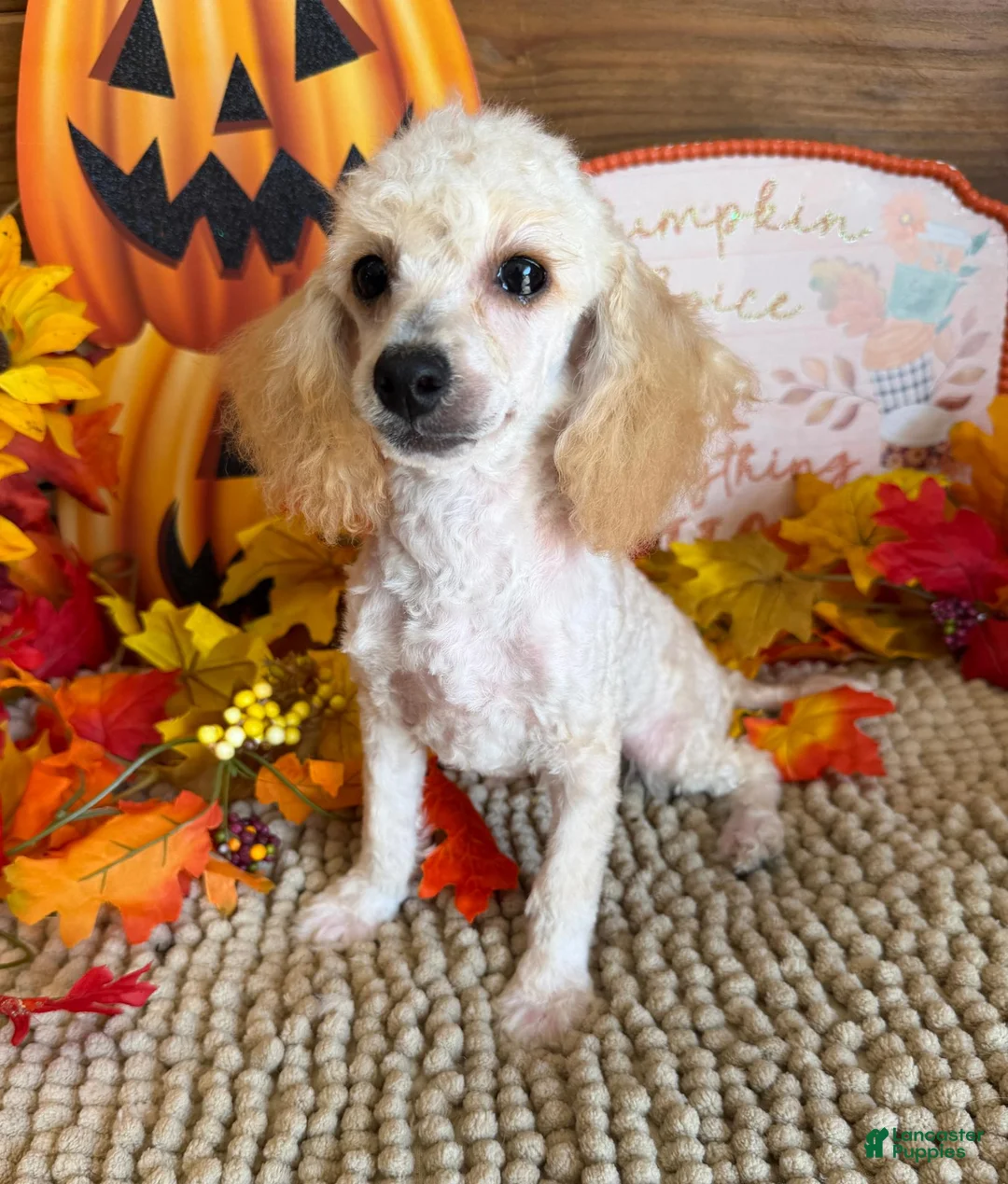 Toy Poodle dogs for sale: Adam - Ad 2