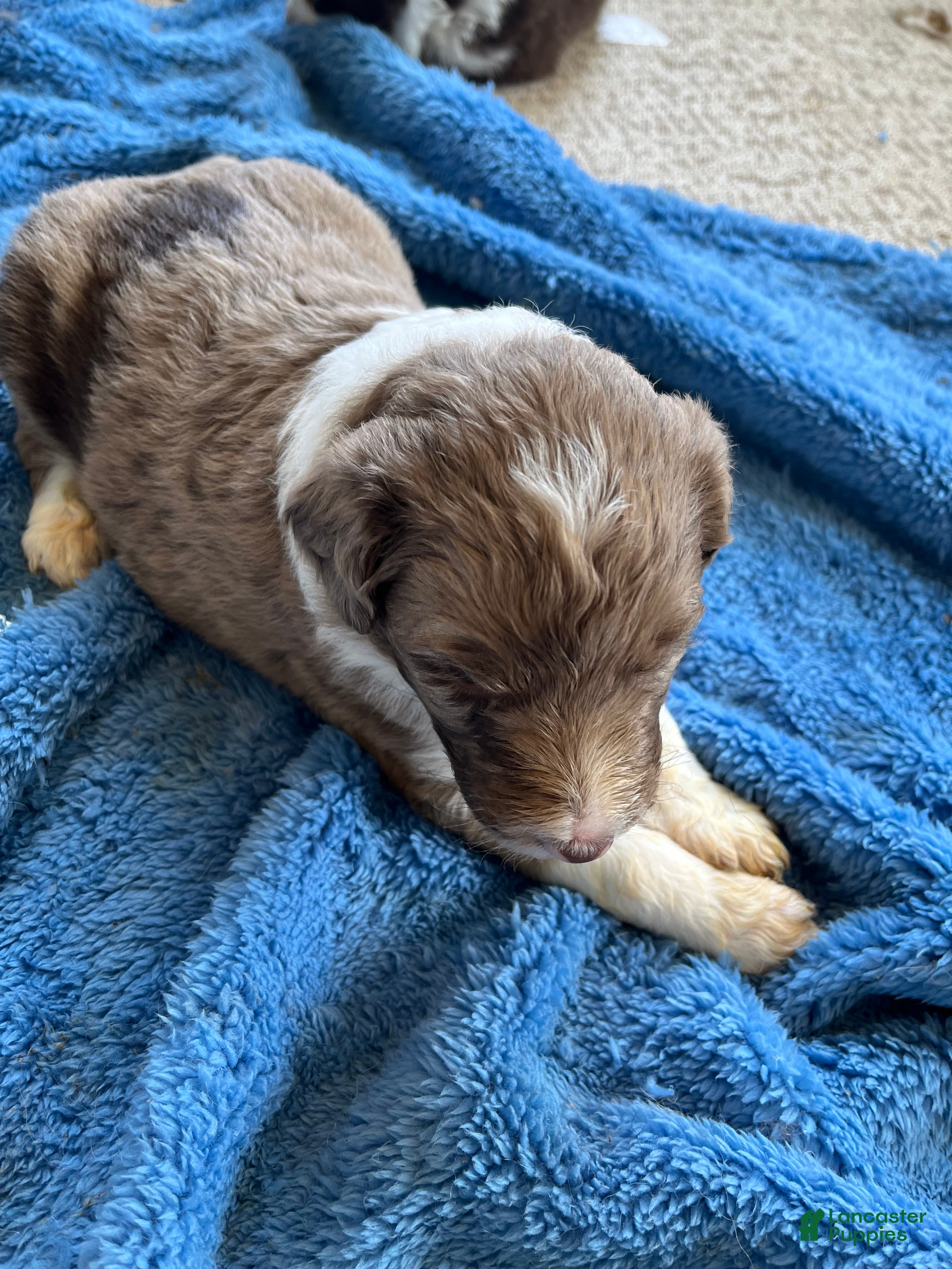 Aussiedoodle dogs Aussiedoodle Puppy 3 - Ad 1