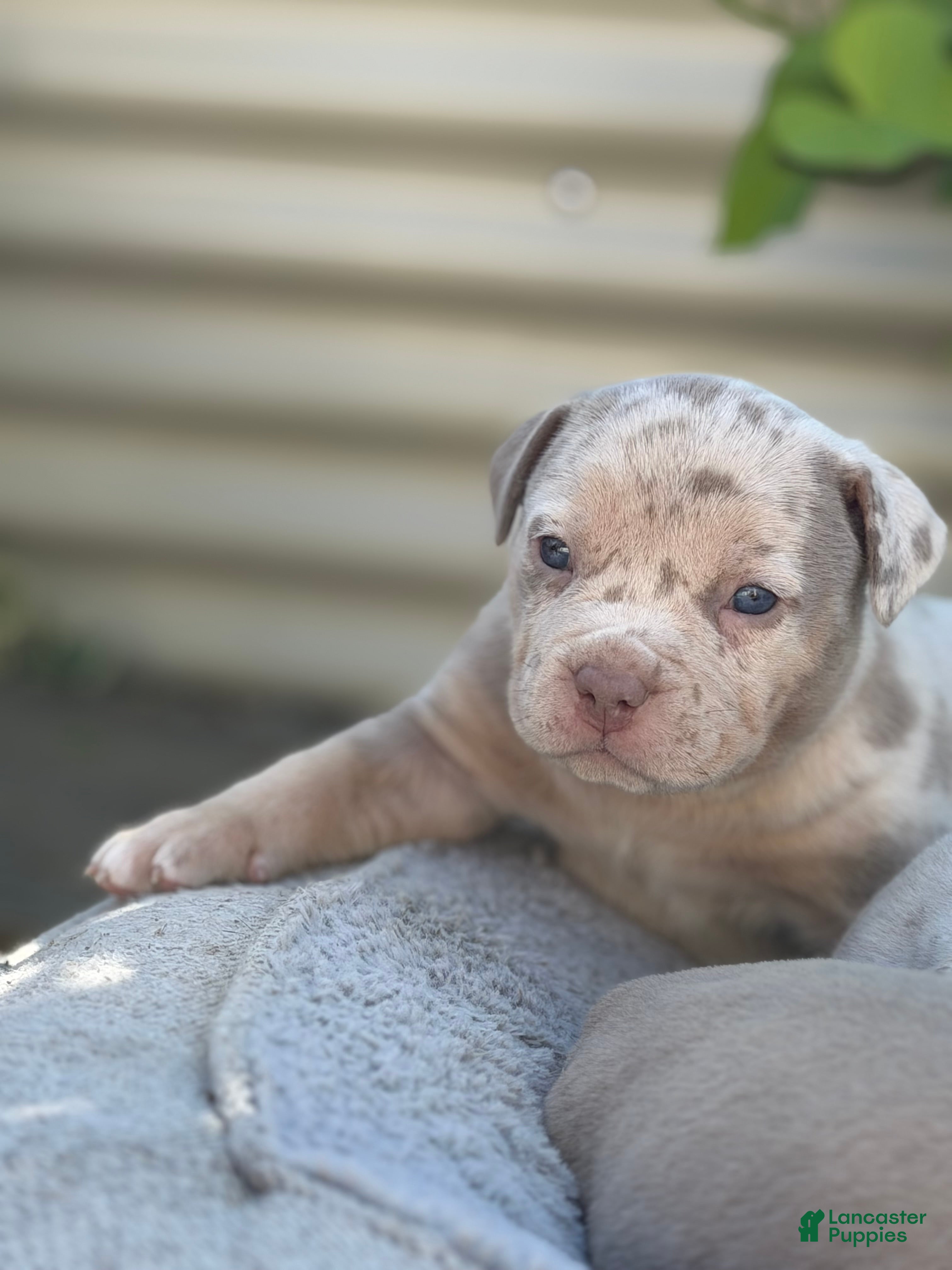 American Bully dogs Lucy - Ad 1