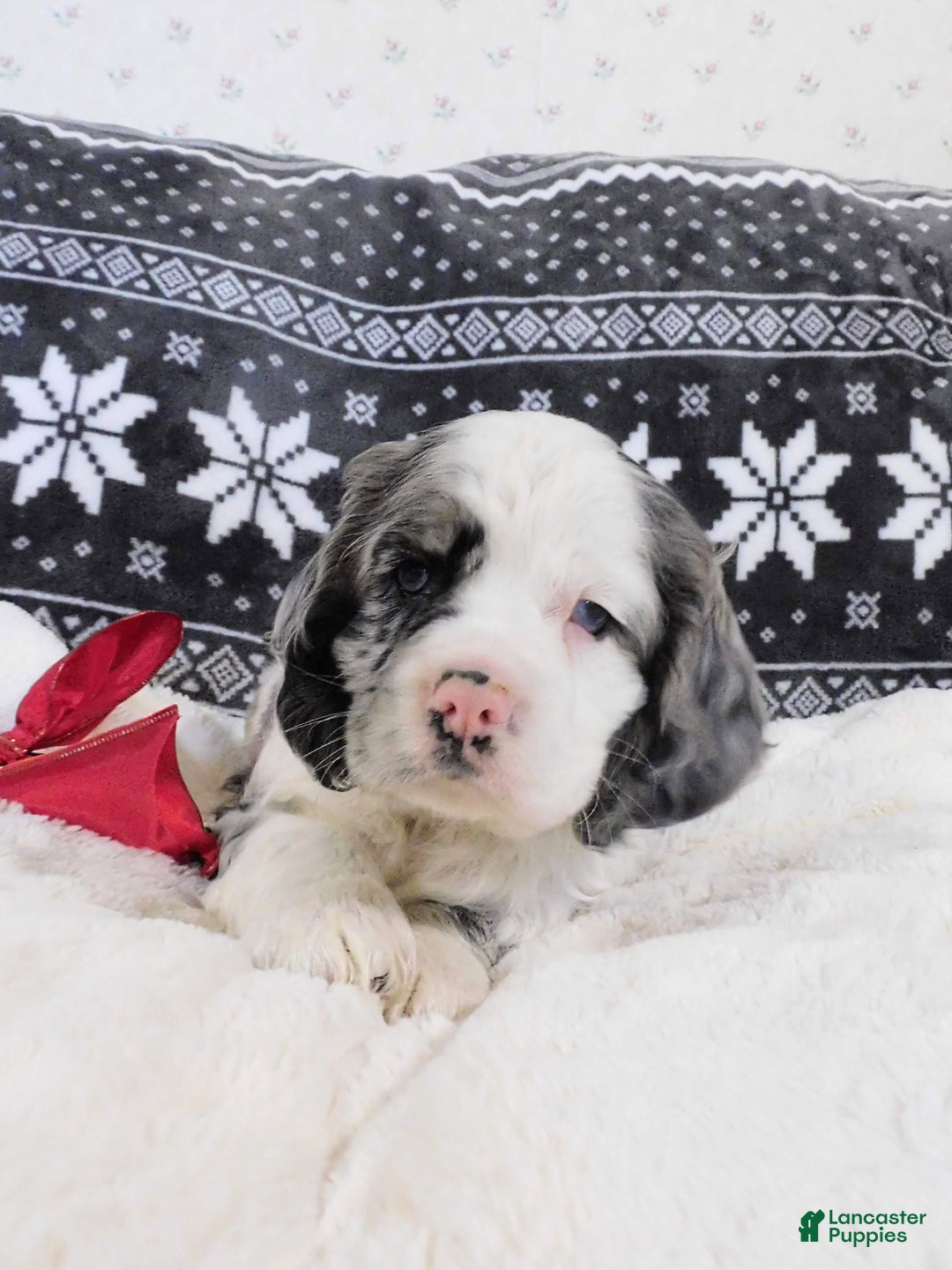 Cocker Spaniel dogs for sale: Chocolate Chip  - Ad 2