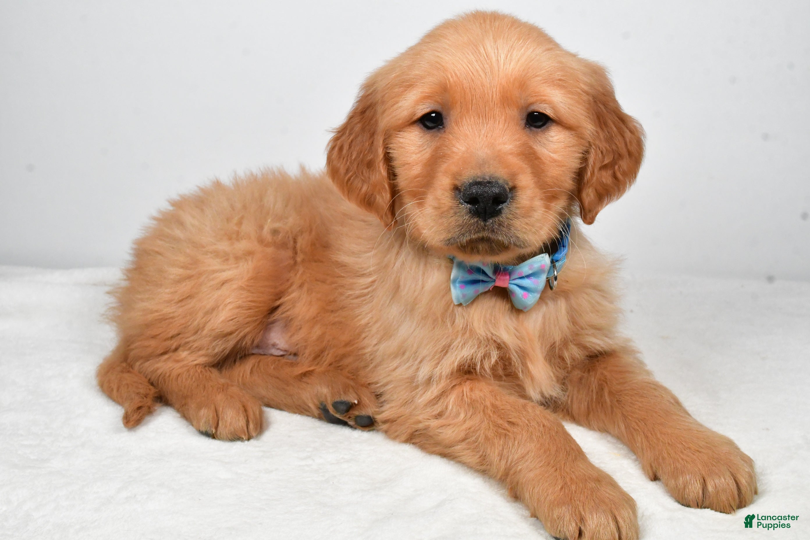 Golden Retriever dogs Kevin - Ad 27