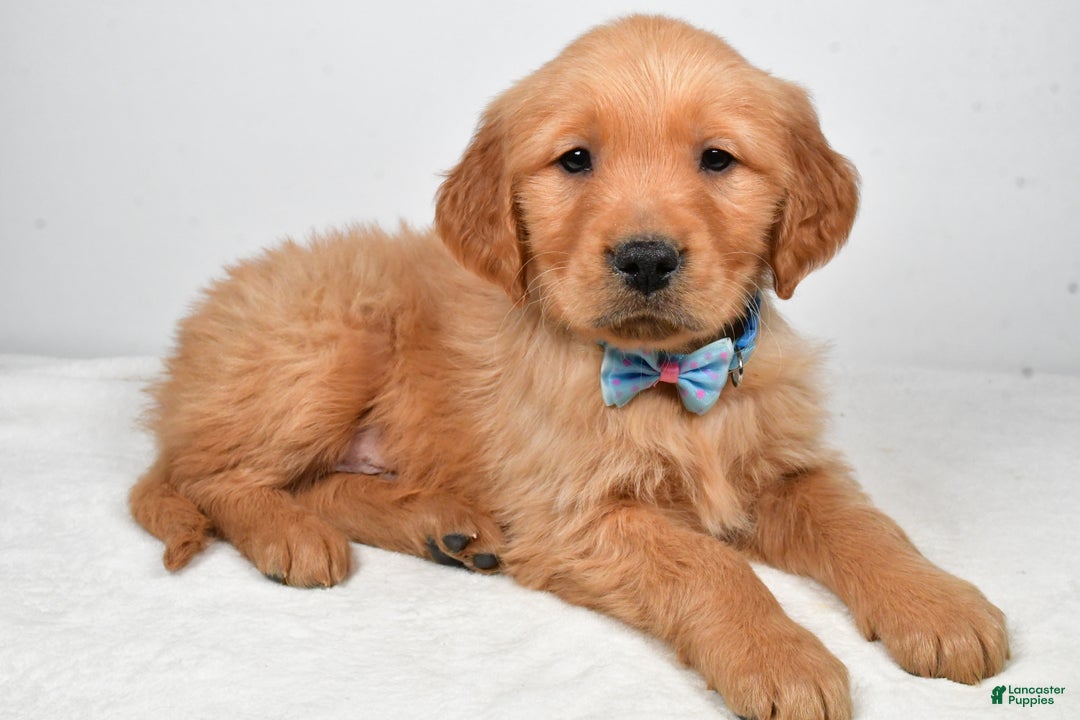Golden Retriever dogs for sale: Kevin - Ad 1