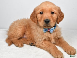 Golden Retriever dogs Kevin - Ad 27